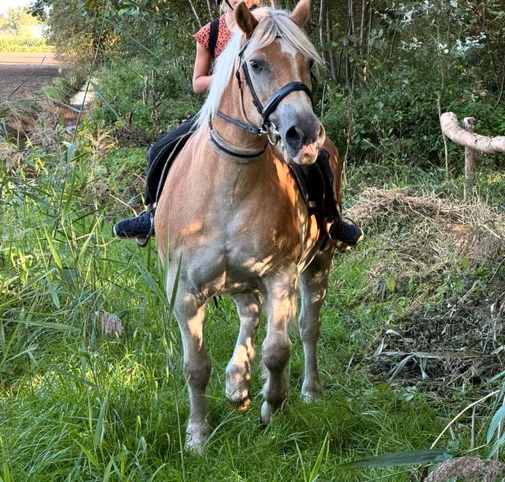 Lieve en betrouwbare Halflinger ruin (24 jaar), Dieren en Toebehoren, Paarden, Ruin, Recreatiepaard