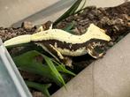 Lilly white wimpergekko vrouw, ciliatus, Dieren en Toebehoren, Hagedis