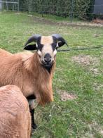 Kameroenschaap ram /bok, Dieren en Toebehoren, Schapen, Geiten en Varkens, Mannelijk, Schaap, 0 tot 2 jaar