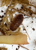 Porcellio scaber ‘Red Calico’, Overige soorten