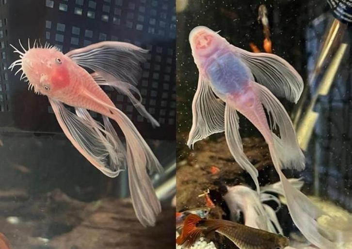 l144 Snow White Longfin - Prachtige Meervallen!, Dieren en Toebehoren, Vissen | Aquariumvissen, Vis