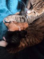 Kittens. Mogen begin december het nestje verlaten, Dieren en Toebehoren, Katten en Kittens | Overige Katten