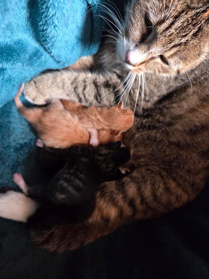 Kittens. Mogen begin december het nestje verlaten, Dieren en Toebehoren, Katten en Kittens | Overige Katten