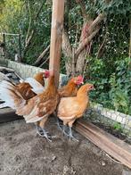 Friese hoenders geel witpel: 2 hanen, Dieren en Toebehoren, Pluimvee, Mannelijk, Kip