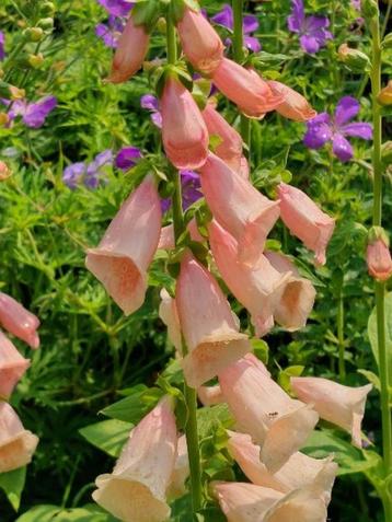 zaden Digitalis purpurea Peach  beschikbaar voor biedingen