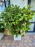 Twee Camellia Japonica (Japanse Roos) - Rood & Roze, Tuin en Terras, Planten | Struiken en Hagen, Ophalen, Overige soorten, Struik