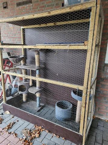 Kattenren  beschikbaar voor biedingen