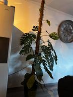 Prachtige Monstera met mosstok, 100 tot 150 cm, Overige soorten, In pot, Groene kamerplant