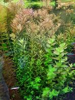 Mooi assortiment aquariumplanten (5), Dieren en Toebehoren, Vissen | Aquaria en Toebehoren, Ophalen of Verzenden, Zo goed als nieuw