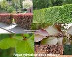 beukenhaag (fagus sylvatica) met bruin blad in de winter, Ophalen of Verzenden, In pot, Halfschaduw, Overige soorten