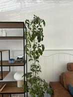 Schefflera arboricola, Huis en Inrichting, Ophalen of Verzenden