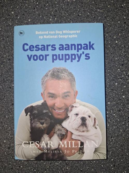 Cesars aanpak voor puppy's, Boeken, Dieren en Huisdieren, Zo goed als nieuw, Honden, Ophalen of Verzenden