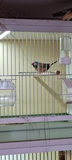 Spitsstaartamadine Spitsstaart Spitstaart amadine, Dieren en Toebehoren, Meerdere dieren, Tropenvogel, Geringd