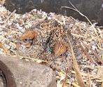 Chinese dwergkwartel vrouw, wildbroed, Dieren en Toebehoren, Vogels | Overige Vogels, Meerdere dieren, Tropenvogel, Geringd