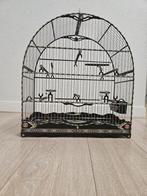 Special Made Kooi ( Twatwa & Picolet), Meerdere dieren, Tropenvogel
