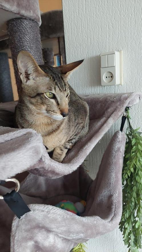 Oosterse Korthaar kater Dekkater (niet te koop), Dieren en Toebehoren, Katten en Kittens | Raskatten | Korthaar, Kater