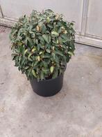 Portugese laurier bolvorm (prunus lus angustifolia), Vaste plant, Overige soorten, Ophalen, Bloeit niet