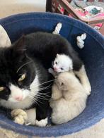 2 prachtige kittens zoeken een nieuw gouden mandje, Dieren en Toebehoren, Katten en Kittens | Overige Katten, Kortharig, Geslacht onbekend