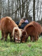 Verzorg Pony gezocht(of paard), Ophalen of Verzenden