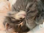 Super sociale Ragdoll kittens  Lief & Fluffy, Dieren en Toebehoren, Meerdere dieren, Ingeënt, 0 tot 2 jaar