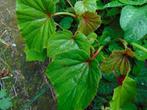 tuinbegonia, Overige soorten, Vaste plant, Ophalen of Verzenden, Halfschaduw