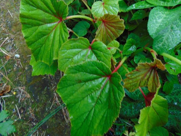 tuinbegonia, Tuin en Terras, Planten | Tuinplanten, Vaste plant, Overige soorten, Halfschaduw, Zomer, Ophalen of Verzenden