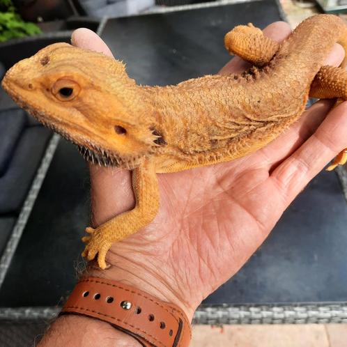 Koppel tamme, lieve baardagamen beide 5 jaar., Dieren en Toebehoren, Reptielen en Amfibieën, Tam