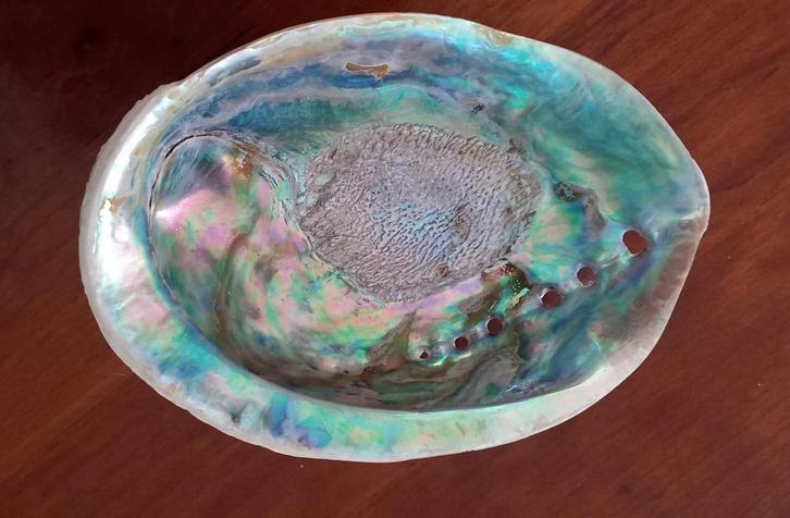 Paua / Abalone Schelp - Prachtige Kleuren, Huis en Inrichting, Woonaccessoires | Overige, Ophalen of Verzenden