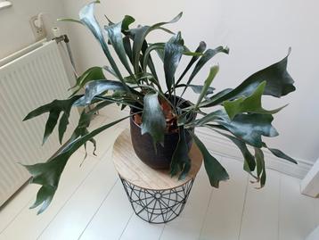 Hertshoornvaren in pot met tafeltje beschikbaar voor biedingen