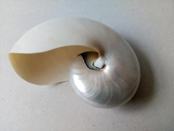 Schelpen. Nautulus / doopvondschelp. beschikbaar voor biedingen