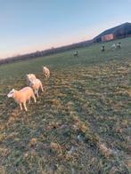 Te koop: 8 mooie gezonde lammeren., Vrouwelijk, Schaap, 0 tot 2 jaar