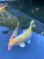 Koi 60cm +, Karper of Koi