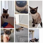 Kat, Dieren en Toebehoren, Poes, 0 tot 2 jaar