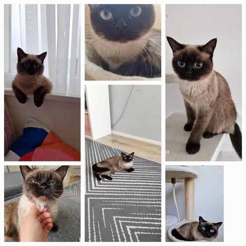 Kat, Dieren en Toebehoren, Katten en Kittens | Overige Katten, Poes, 0 tot 2 jaar
