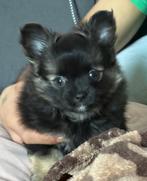 Pomchi pup (reu) te koop (pomeriaan x chihuahua), Dieren en Toebehoren, Honden | Chihuahua's en Gezelschapshonden, Reu, CDV (hondenziekte)