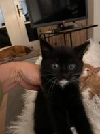 Schattige kittens! Mogen mee vanaf de week van 5 december., Dieren en Toebehoren, Katten en Kittens | Raskatten | Langhaar, Meerdere dieren