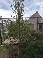 pyrus chanticleer of sierpeer, Tuin en Terras, Planten | Bomen, Overige soorten, Lente, 250 tot 400 cm, Ophalen