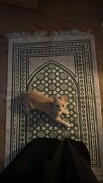 Lieve jonge kater zoekt een nieuw thuis (gratis), Dieren en Toebehoren, Katten en Kittens | Overige Katten, Kater