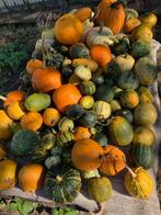 kalebassen, Ophalen, Volle zon