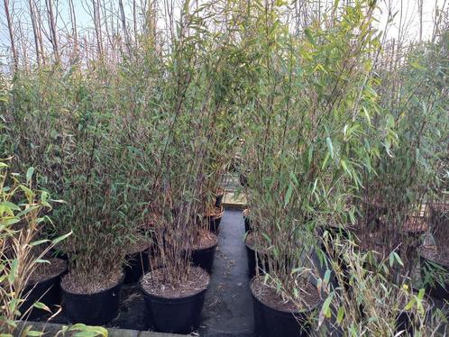 niet woekerende bamboe Fargesia black pearl fargesia volcano, Tuin en Terras, Planten | Tuinplanten, Vaste plant, Overige soorten