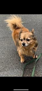 Chihuahua, Dieren en Toebehoren, Honden | Chihuahua's en Gezelschapshonden, 6 jaar of ouder, Reu, Meerdere, Chihuahua