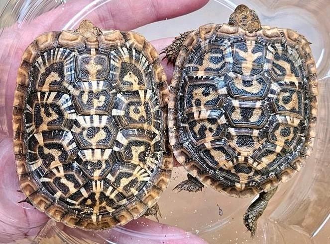 Twee jonge eigen nakweek Malacochersus Tornieri schildpadden, Dieren en Toebehoren, Reptielen en Amfibieën, Schildpad, 0 tot 2 jaar