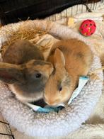 Lieve konijnen, Dieren en Toebehoren, Konijnen, Mannelijk, Dwerg, 0 tot 2 jaar
