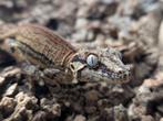 R. Auriculatus / Gargoyle Gecko, Dieren en Toebehoren, Hagedis
