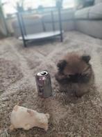 Mini pomeranian/ pomchi teefje, Dieren en Toebehoren, Honden | Chihuahua's en Gezelschapshonden, CDV (hondenziekte), Overige rassen