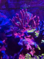 Stekje Montipora Digitata, Dieren en Toebehoren, Vissen | Aquariumvissen, Overige typen, Zoutwatervis