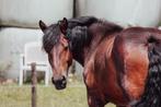 Mooi super lieve trekpaard merrie, Dieren en Toebehoren, Paarden, Merrie, Recreatiepaard