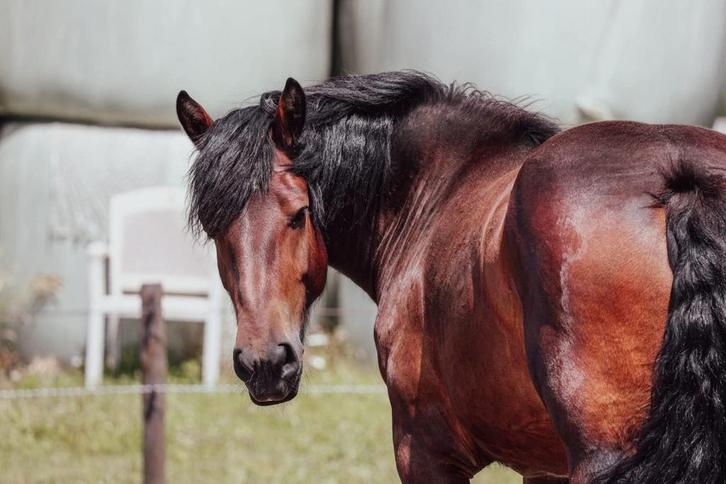 Mooi super lieve trekpaard merrie, Dieren en Toebehoren, Paarden, Merrie, Recreatiepaard