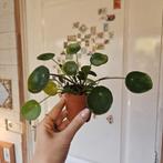 Pilea Peperomioides - Pannenkoekenplantje, Ophalen, Vetplant, Halfschaduw, Minder dan 100 cm