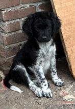 Friese stabij kruising wetterhoun pups reutjes, CDV (hondenziekte), 8 tot 15 weken, Meerdere, Nederland